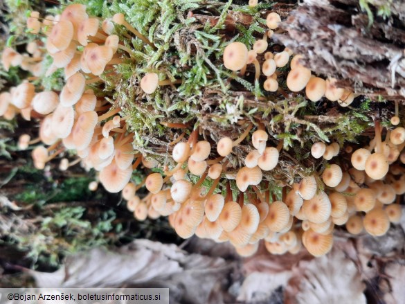 Xeromphalina campanella