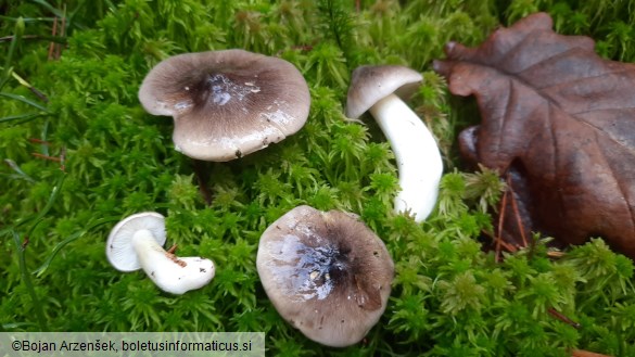 Tricholoma portentosum