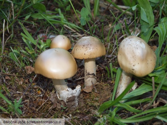 Amanita crocea