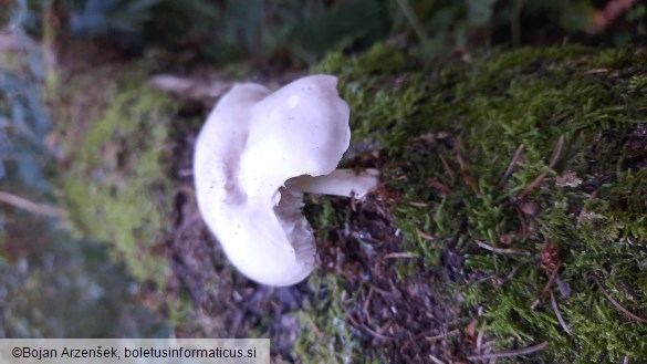 Pluteus petasatus