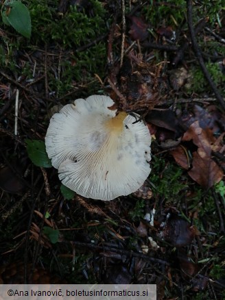 Clitocybe gibba