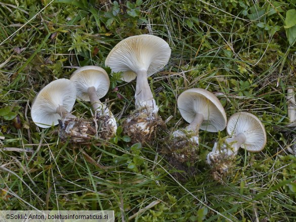 Ampulloclitocybe clavipes