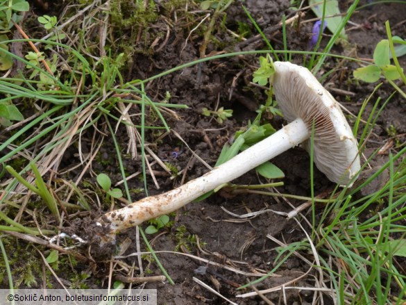 Agrocybe dura