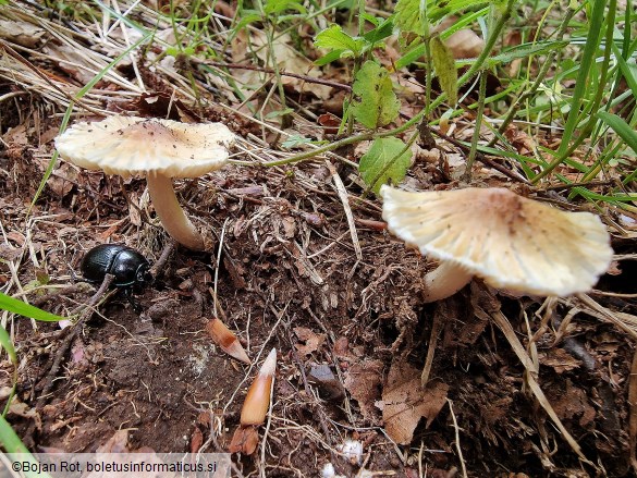 Pseudosperma obsoletum