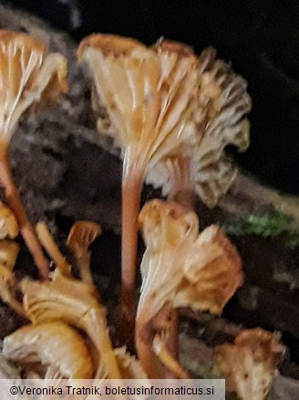 Xeromphalina campanella