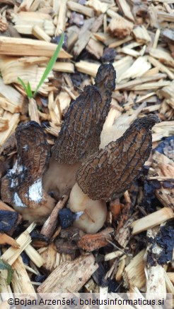 Morchella importuna