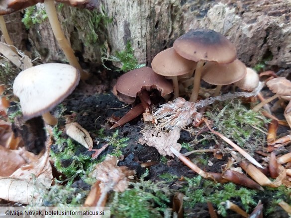 Psathyrella clivensis