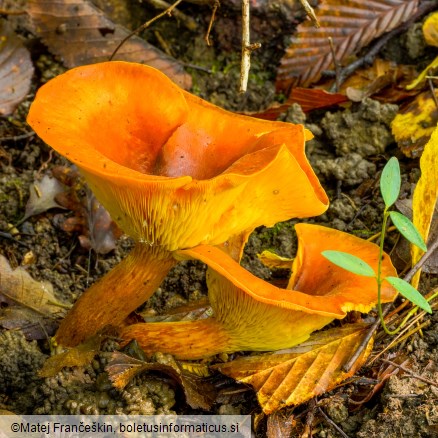 Omphalotus olearius