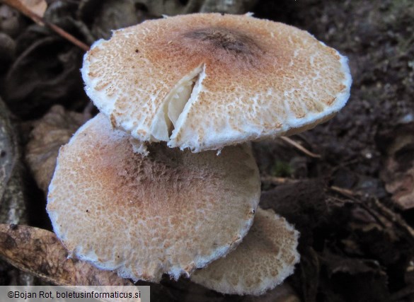 Lepiota echinella