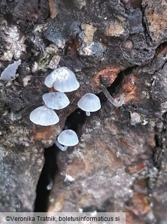 Mycena pseudocorticola