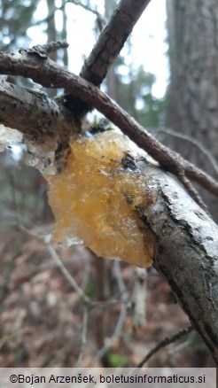 Tremella mesenterica