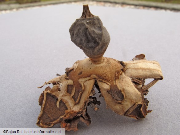 Geastrum schmidelii