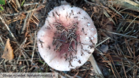 Russula vesca