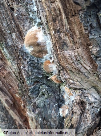 Phellinus pomaceus