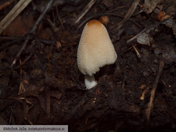 Coprinellus xanthothrix