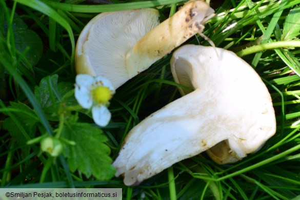 Calocybe gambosa