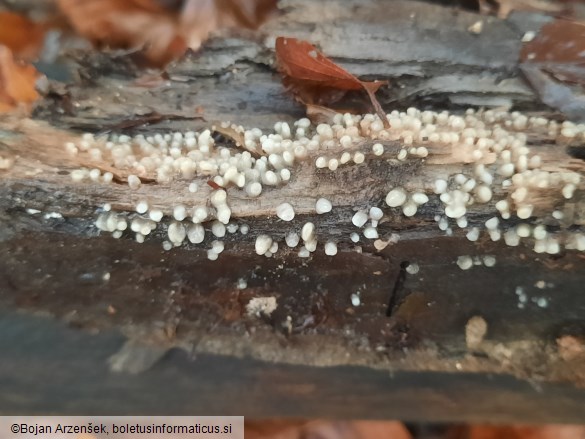 Helicogloea compressa