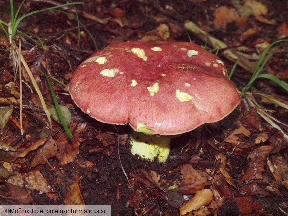 Butyriboletus regius