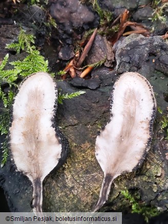 Xylaria polymorpha