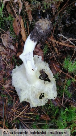 Tricholoma portentosum