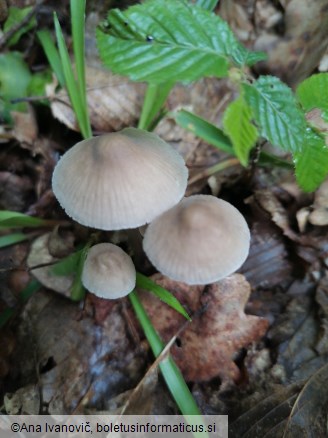 Mycena inclinata