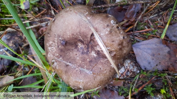 Russula nigricans