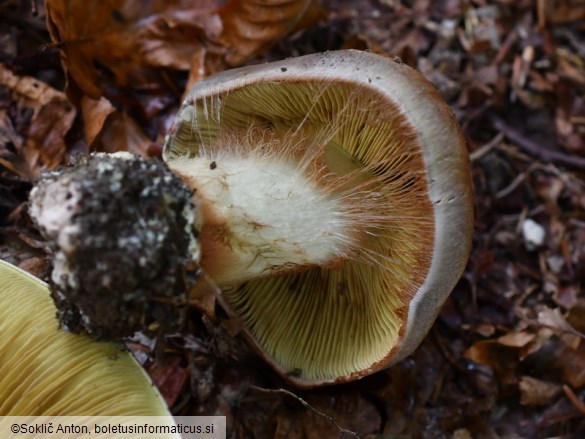 Cortinarius cupreorufus