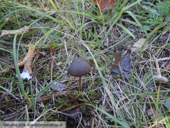 Entoloma hebes