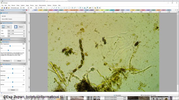 Hypoxylon pseudofuscum