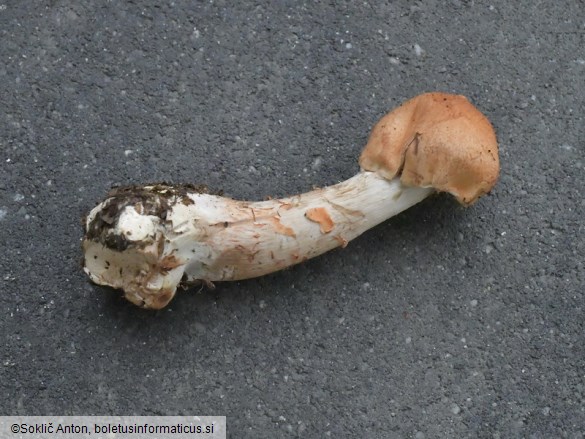 Cortinarius armillatus