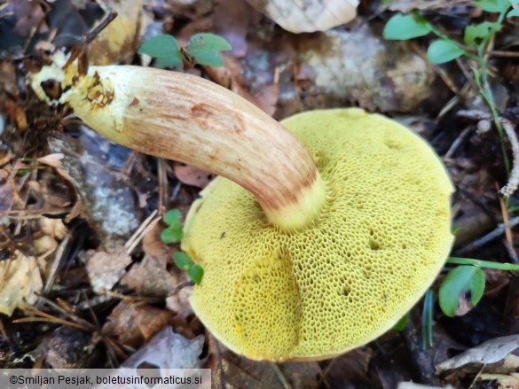 Boletus subtomentosus