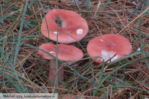 Russula sanguinaria