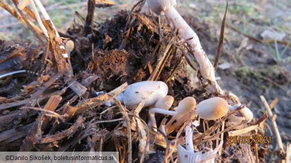 Coprinus cinereus