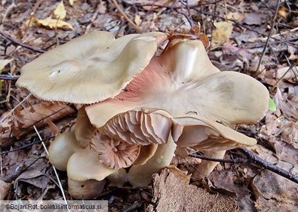 Entoloma rhodopolium