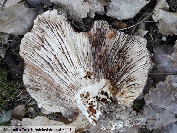 Russula delica