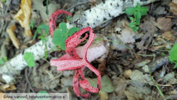 Clathrus archeri