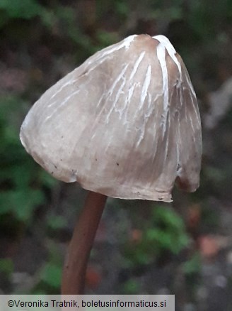 Marasmius wynneae