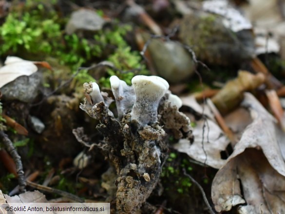 Thelephora atrocitrina