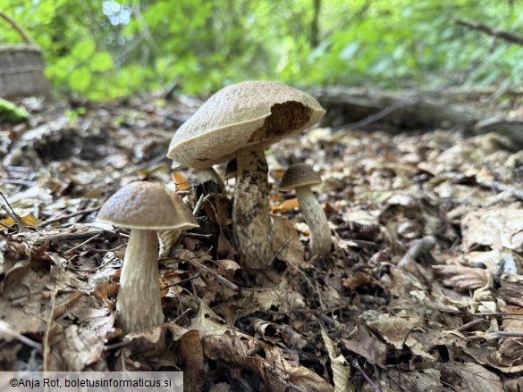 Leccinellum pseudoscabrum