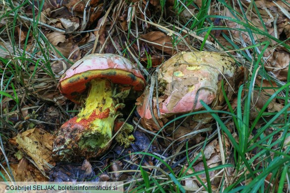 Rubroboletus rhodoxanthus