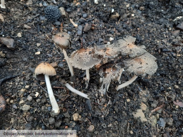 Coprinellus