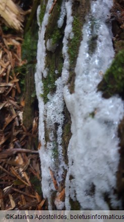 Ceratiomyxa fruticulosa