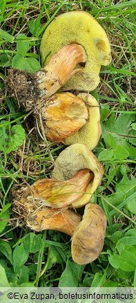 Hortiboletus bubalinus
