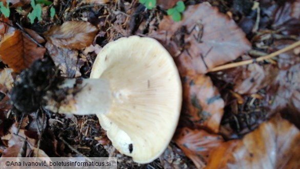 Lactarius vellereus