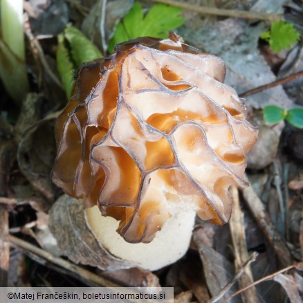 Morchella semilibera