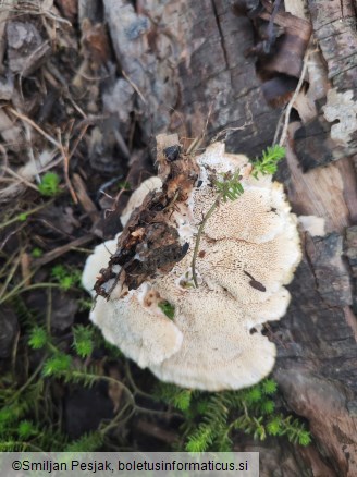 Abortiporus biennis