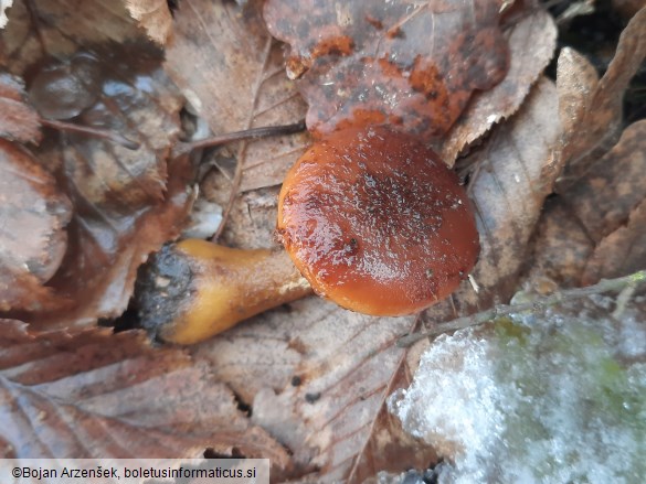 Armillaria cepistipes