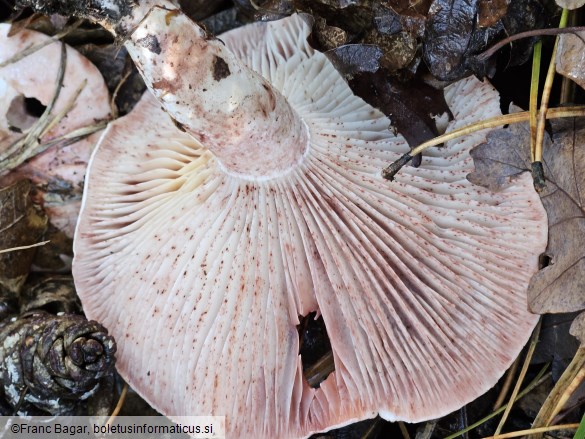 Hygrophorus erubescens