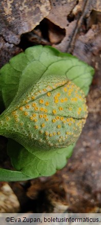 Puccinia violae