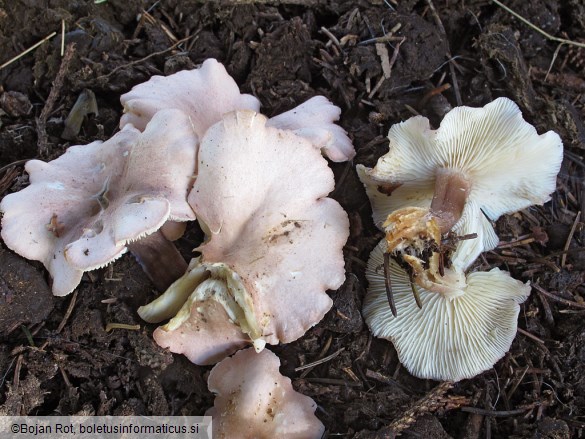 Rugosomyces carneus